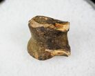 Small Theropod (Raptor) Partial Toe Bone - Hell Creek Formation #12792-1